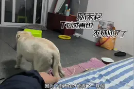 记性好的狗狗真的不能当真打，她会很怕，很伤心，很难过