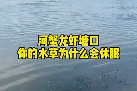 河蟹龙虾养殖塘口，水草为什么会休眠#水产养殖  #陈春永虾蟹养殖视频封面