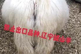 禁止出口品种.辽宁绒山羊！视频封面