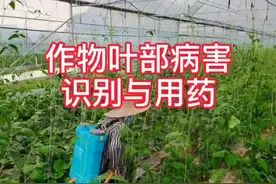 作物叶片病害如何识别？看图轻松学会#知识创作人 #农业种植 #蔬菜种植 #草莓 #豇豆种植技术 #病害视频封面