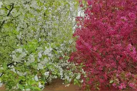 #山东生活日记 #山东美好推荐 #济南 现代林业示范园红白交汇花海，春色眯眼，你来打卡了吗？视频封面