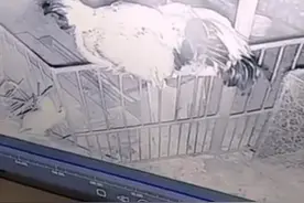 你们遇见过黄鼠狼偷鸡的事情吗？#监控 #黄鼠狼