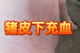 猪像喝醉酒一样皮肤发红，大部分很快恢复了，无大碍.但还是有部分，是疾病早期的表现！共同解密！视频封面
