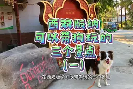 西双版纳可带狗玩的三个景点，第一个“傣族园”#向往的生活视频封面