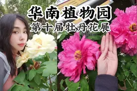 广州华南植物园，第十届牡丹花展，云想衣裳花想容视频封面