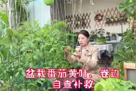 阳台种植西红柿，卷叶黄叶枯边的原因和补救方法#阳台种菜视频封面