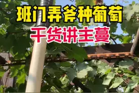 葡萄想吃果，主蔓定型培养很重要，这是结果枝着生的重要主干。#葡萄种植 #种菜 #花卉绿植 #三农 #厨余堆肥