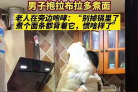 男子抱拉布拉多煮面，老人在旁边咆哮：别掉锅里了，煮个面条都背着它，惯啥样儿了 #狗子的幸福生活 #爱狗如命 #拉不拉多 @草莓Mango 视频封面