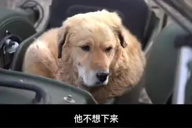 大黄记我仇了#汪星人 #记录真实生活 #关爱流浪狗 @义哥玩车视频封面