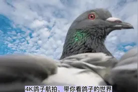 鸽子戴上摄像头，带你看鸽子的世界，专业摄影师翁武才👍 #养鸽人视频封面