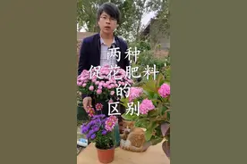 常见的促花肥料有磷酸二氢钾和花多多2号，这两者有啥区别，使用得当盆栽花卉才能爆盆视频封面