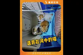三只小猫被剪指甲后残忍丢弃河边！！！#流浪猫救助视频封面