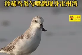 珍稀鸟类#勺嘴鹬 现身#雷州湾 #湛江 保护动物，爱护环境。视频提供：程立视频封面