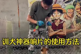 训犬神器响片的使用方法#狗狗 #马犬 #马犬训练 #萌宠出道计划视频封面
