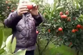 四川资中的正宗塔罗科血橙，酸甜可口要不要尝一下视频封面