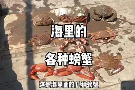 简单介绍几种螃蟹 梭子蟹 寄居蟹 各种生猛海鲜 #海鲜美食视频封面
