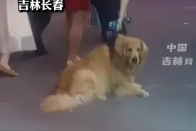 9月19日，#吉林长春 ，金毛看到烤羊腿后不走了，主人怎么拽都没用，最后摊主给一块肉勉强走了视频封面
