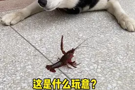 当哈士奇和拉布拉多第一次遇见小龙虾，看看都有什么反应？#萌宠出道计划 #萌宠推荐官 #二哈 #拉布拉多视频封面