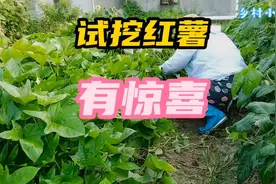 试挖红薯，红薯的最佳采收时间是几时、有惊喜哦#我的乡村生活视频封面