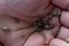 小时候常常抓蚁狮，长大后才知道蚁狮的价值视频封面