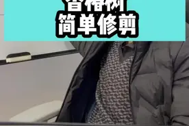 香椿树简单修剪#香椿树 #三农 #三农小知识 #技术分享 #三农种植 #种植技术 #三农小知识 #果树种植 #种植小技巧 #修剪 #香椿树苗 #香椿树修剪 #香椿树苗栽培技术视频封面