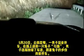 男子深夜开车遇兔子“引路”，逐渐放缓车速，一转弯让他惊呆了#交通安全 #兔子 #引路 #惊呆了 视频封面
