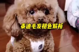 泰迪毛发褪色原因及解决办法！#毛孩子的日常 #萌宠日常记录