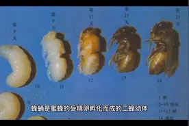 蜂蛹的作用