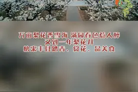 中国丰县第22届梨花节欢迎您！来这里的“花花世界”踏青赏花品美食#丰县梨花节 #丰县论坛 #踏青赏花视频封面