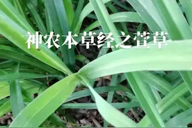 萱草，根入药，《神农本草经》记载萱草，一名忘忧，一名宜男，一名歧女。味甘，平，无毒。主安五脏，利心志，令心好欢乐无忧，轻身，明目。 《本草纲目》上记载:味甘而气微凉，却湿利水，除热通淋，可止渴消烦，除忧郁宽胸膈，令人心平气和。有清热利尿，凉血止血之功效。应用咨询专业医生，药师。#大自然的馈赠 #中医 #中药 视频封面