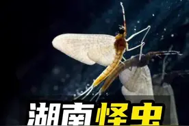 它叫蜉蝣，它不吃不喝，不会咬人！#自然科普 #奇妙的动物 #奇妙知识在抖音 #科普 #涨见识视频封面
