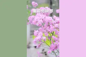 重瓣剪秋罗#有木有花 #花园植物 #花期已至美好如初 #花卉绿植 视频封面