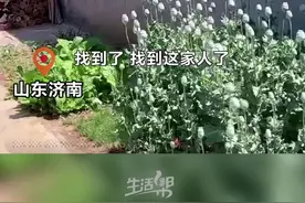 山东济南，因为“炖肉好吃”？村民在院里种了100多株罂粟！明天上午10:30，生活帮继续直播#查处罂粟种植视频封面