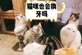 猫咪也会换牙吗？