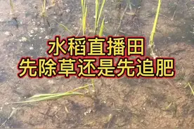 水稻直播，很多人不知道先除草还是先追肥，封闭除草干净的话先追肥再挑治杂草就对了#种田 #水稻#农业@抖音短视频