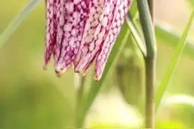 川贝枇杷膏里面的贝母，你了解吗？#三农 #识百草 #贝母视频封面