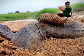 泥土里竟然埋着不明生物，小伙直接用手掏，结果令人难以置信视频封面