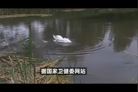 河南4岁男童感染H3N8禽流感：因病情加重送医，家中曾饲养乌鸦视频封面