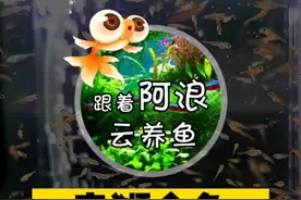 更新一下咱们 #泰狮金鱼 花式产卵的最新状态 #金鱼繁殖 小鱼苗长的很快，现在每天都会变的越来越能吃视频封面