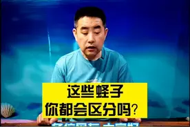 老宫带大家认识蛏子。#大连海鲜