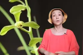 为何兰花外三瓣呈飞肩状是最珍贵的呢？#兰花瓣型知识#兰花视频封面