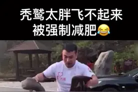 #减肥 秃鹫因为太胖飞不起来，现在被强制减肥🤣@抖音短视频视频封面