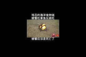第一次看到章鱼吃螃蟹，最后还要嗦下壳！#食物链 #章鱼 #螃蟹