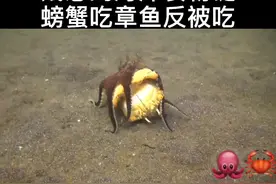 第一次看到章鱼吃螃蟹，最后还要嗦下壳！#食物链 #章鱼 #螃蟹视频封面