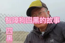 四黑是条智障的狗，今天讲四黑的故事，二黑还没找到也许二黑要是这个智力水平就不会丢了#撒欢牧场 #狗 #正能量视频封面