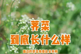 #星河知识计划 #璀璨科学星 荠菜，你的识别经验是什么呢？欢迎分享。@抖音青少年视频封面