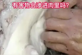 松香拔猪毛，有害物会渗进肉里吗？#猪肉 #食品安全 #松香 #松香甘油酯  #卫生 视频封面