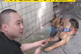 “它突然出现，多才多艺，不离不弃”，这么优秀的大狼狗，谁家的？谭先生急寻失主！#政媒原创作者联盟视频封面