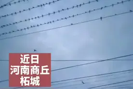 河南商丘，大批燕子在村口集结，每条电线上都密密麻麻站满了燕子，村民惊呼：奇观！视频封面