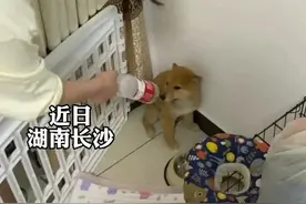 不当演员可惜了 狗狗尿窝里怕被训 竟“戏精附体”躲过一劫视频封面